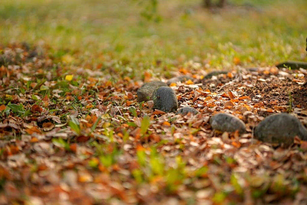 Image of autumn leaves